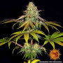 Cannabis seeds WEDDING CAKE from Barney's Farm at Smartshop-smartshop.ua®