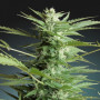 Семена конопли Auto White Dwarf Feminised Gold от Error Seeds - Smartshop-smartshop.ua®