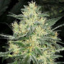 Семена конопли White Russian (F*cking Dead Russian) Feminised Gold от Error Seeds - Smartshop-smartshop.ua®