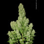 Семена конопли White Russian (F*cking Dead Russian) Feminised Gold от Error Seeds - Smartshop-smartshop.ua®