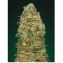 Семена конопли White Widow Feminised Gold от Error Seeds - Smartshop-smartshop.ua®