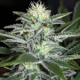 Cannabis seeds White Widow Feminised Silver from Error Seeds at Smartshop-smartshop.ua®