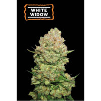 White Widow Feminised Gold
