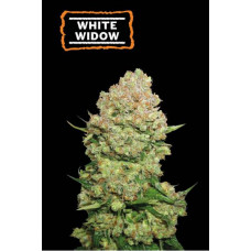 White Widow Feminised Gold