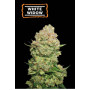Семена конопли White Widow Feminised Gold от Error Seeds - Smartshop-smartshop.ua®