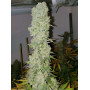 Семена конопли White Widow Feminised Gold от Error Seeds - Smartshop-smartshop.ua®
