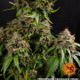 Насіння конопель WHITE WIDOW XXL від Barney's Farm у Smartshop-smartshop.ua®