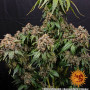 Cannabis seeds WHITE WIDOW XXL from Barney's Farm at Smartshop-smartshop.ua®