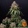 Насіння конопель WHITE WIDOW XXL від Barney's Farm у Smartshop-smartshop.ua®