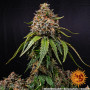 Cannabis seeds WHITE WIDOW XXL from Barney's Farm at Smartshop-smartshop.ua®