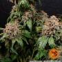 Cannabis seeds WHITE WIDOW XXL from Barney's Farm at Smartshop-smartshop.ua®