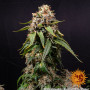 Насіння конопель WHITE WIDOW XXL від Barney's Farm у Smartshop-smartshop.ua®