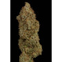 Семена конопли White Widow Feminised Gold от Error Seeds - Smartshop-smartshop.ua®