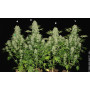 Семена конопли White Russian (F*cking Dead Russian) Feminised Gold от Error Seeds - Smartshop-smartshop.ua®