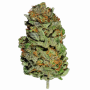 Насіння конопель White Widow від Divine Seeds - Smartshop-smartshop.ua®