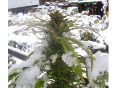 Features of growing hemp in winter
