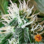 Cannabis seeds ZKITTLEZ OG AUTO from Barney's Farm at Smartshop-smartshop.ua®