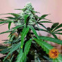 Cannabis seeds ZKITTLEZ OG AUTO from Barney's Farm at Smartshop-smartshop.ua®