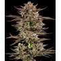 Семена каннабиса Frosted Zinn Auto x 3 Bears Auto