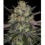 Семена каннабиса Gorilla Zkittlez