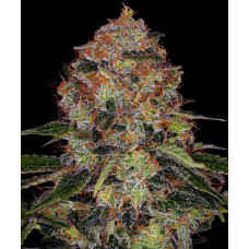 Shiskaberry