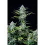 Сорт семян каннабиса WHITE WIDOW Auto