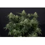 Cannabis seed variety Wedding CHEESECAKE FF
