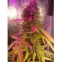 Cannabis seed variety Baby Boom Auto