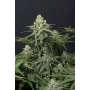 Cannabis seed variety Wedding CHEESECAKE FF