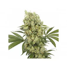 MEDIKIT CBD® feminized
