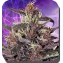Cannabis seed variety PURPLE KUSH® feminized