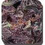 Cannabis seed variety PURPLE KUSH® feminized