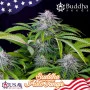 Cannabis seed variety AUTO TANGIE®