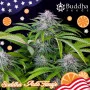 Cannabis seed variety AUTO TANGIE®