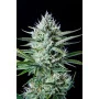 Сорт семян каннабиса WHITE WIDOW Auto