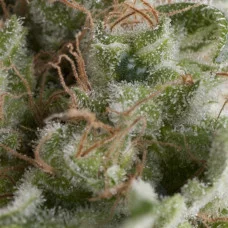 Auto AMERICAN PIE