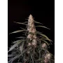 Cannabis seed variety AMNESIA HAZE Auto