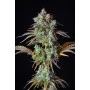 Сорт семян каннабиса BIG BUD Auto