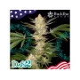 Сорт насіння канабісу DoSi2® feminized