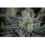 Сорт насіння канабісу GORILLA Cookies FF