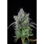 Сорт семян каннабиса BIG BUD Auto