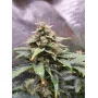 Cannabis seed variety Gnomo Auto