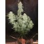 Cannabis seed variety Gnomo Auto
