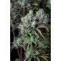 Сорт семян каннабиса BIG BUD Auto