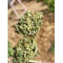 Cannabis seed variety Gnomo Auto