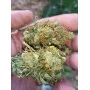 Cannabis seed variety Baby Boom Auto
