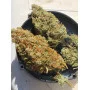 Cannabis seed variety Baby Boom Auto
