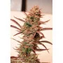 Насіння конопель Auto Banana Blaze Feminised Silver від Error Seeds у Smartshop-smartshop.ua®