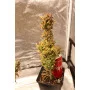 Cannabis seed variety AMNESIA HAZE Auto