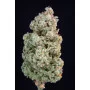 Сорт семян каннабиса AFGHAN KUSH Auto